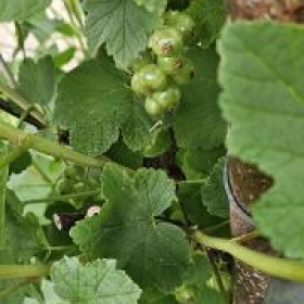 Johannisbeer 2026-05-16 15.11.